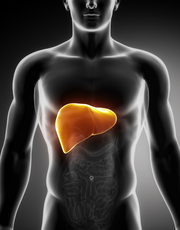 Dr Kiseki: The Ultimate Liver Detox & Circulation Booster